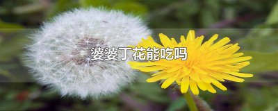 ​婆婆丁花可以吃吗 婆婆丁花能吃不