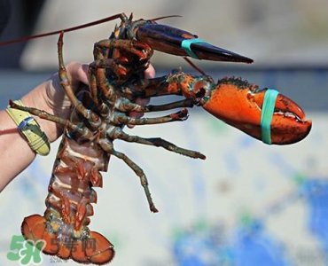 ​4斤的波士顿龙虾多少钱？波士顿龙虾怎么处理