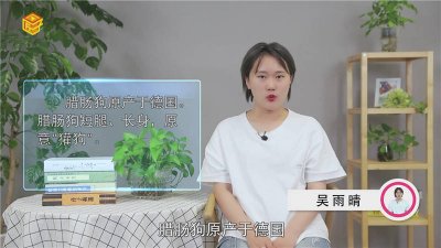​腊肠狗产地是哪里[腊肠狗原产地]