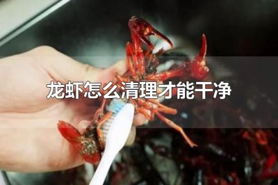 ​龙虾怎么清理才能干净 龙虾为什么要清洗干净食用