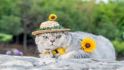 ​猫是什么进化而来的