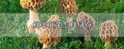 ​鲜羊肚菌怎样储存