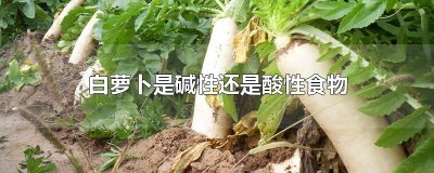 ​白萝卜是碱性还是酸性食物