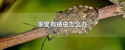 ​家里有蝽虫怎么办