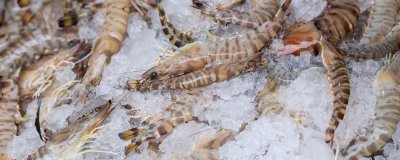 ​九节虾是海虾吗