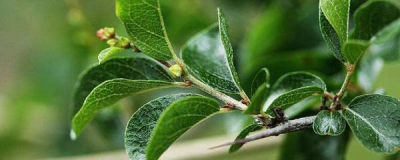 ​雀梅盆景怎么养护？方法在这里！