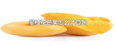 ​攀枝花芒果怎么才算熟