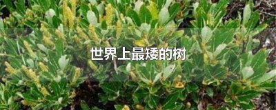 ​世界上最矮的树是谁发明的 世界上最矮的树是谁图片