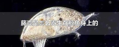 ​藤壶是怎么寄生在鲸鱼身上的