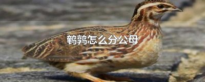 ​鹌鹑怎么分公母