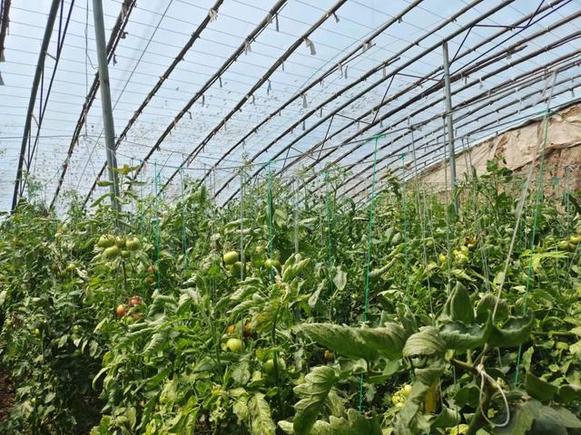 潍坊草莓味的西红柿(火爆全网的草莓西红柿济南也有售)(5)