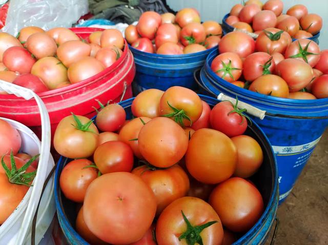 潍坊草莓味的西红柿(火爆全网的草莓西红柿济南也有售)(1)