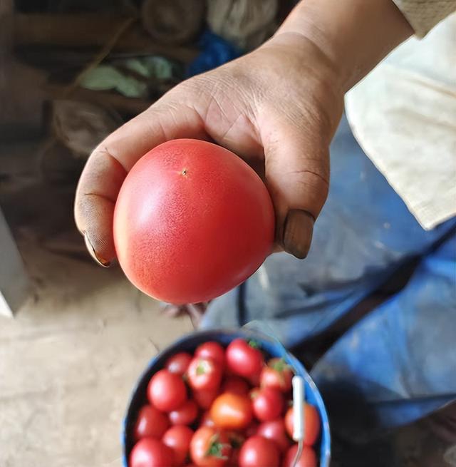 潍坊草莓味的西红柿(火爆全网的草莓西红柿济南也有售)(3)