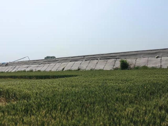 潍坊草莓味的西红柿(火爆全网的草莓西红柿济南也有售)(4)