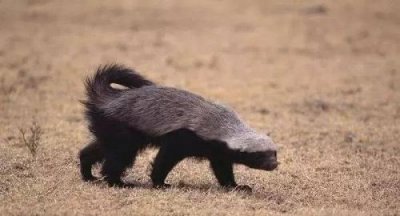 ​平头哥是什么动物的外号(平头哥为什么谁都不怕)