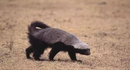 平头哥是什么动物的外号(平头哥为什么谁都不怕)-第1张图片-