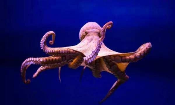 章鱼血液的颜色是什么,章鱼的血液是什么颜色的答案图4