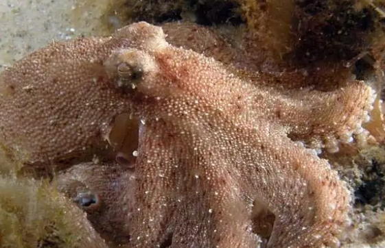 章鱼血液的颜色是什么,章鱼的血液是什么颜色的答案图5