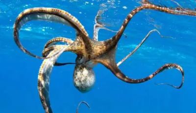 ​章鱼血液的颜色是什么,章鱼的血液是什么颜色的答案