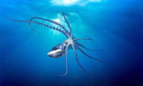 章鱼血液的颜色是什么,章鱼的血液是什么颜色的答案图7