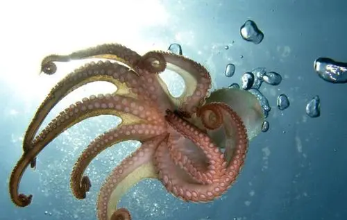 章鱼血液的颜色是什么,章鱼的血液是什么颜色的答案图3