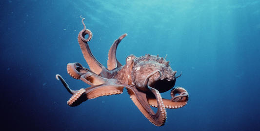 章鱼血液的颜色是什么,章鱼的血液是什么颜色的答案图2