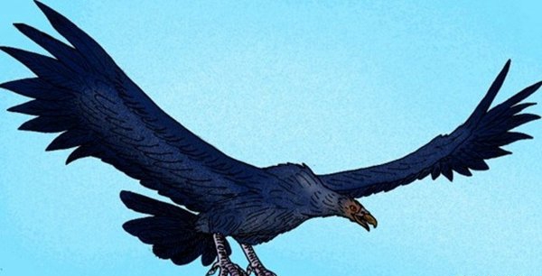 世界10种已毁灭的动物,竟都是由于人类运动而毁灭