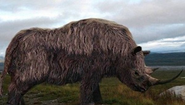 世界10种已毁灭的动物,竟都是由于人类运动而毁灭