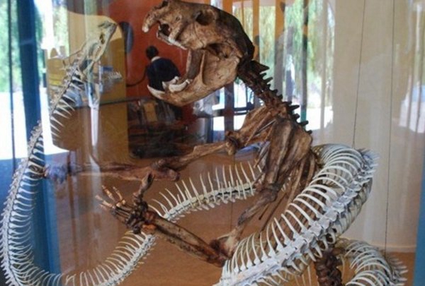 世界10种已毁灭的动物,竟都是由于人类运动而毁灭