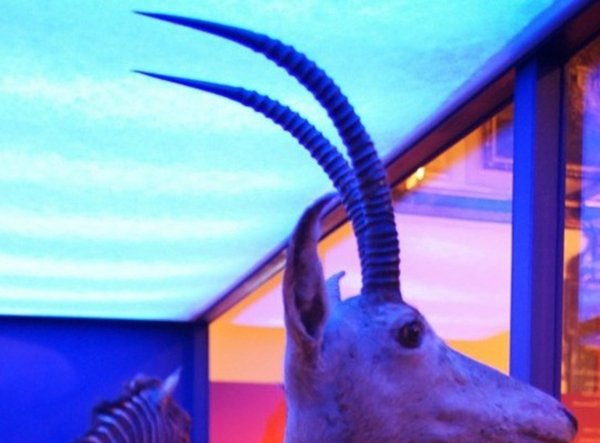 世界10种已毁灭的动物,竟都是由于人类运动而毁灭