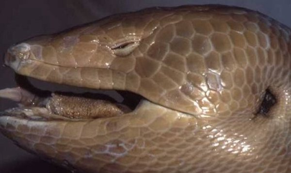 世界10种已毁灭的动物,竟都是由于人类运动而毁灭