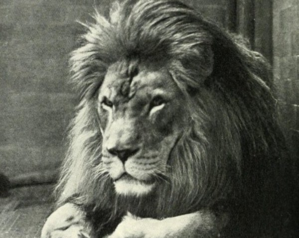 世界10种已毁灭的动物,竟都是由于人类运动而毁灭