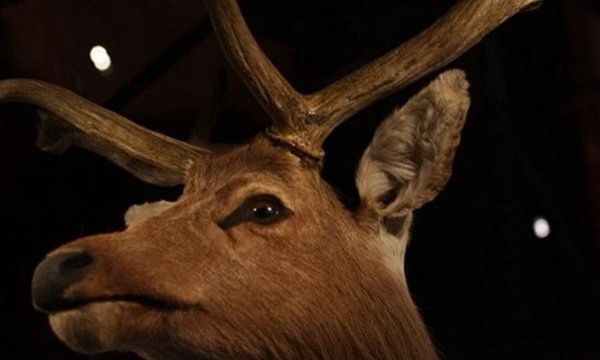 世界10种已毁灭的动物,竟都是由于人类运动而毁灭