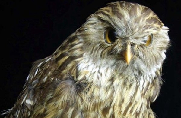 世界10种已毁灭的动物,竟都是由于人类运动而毁灭