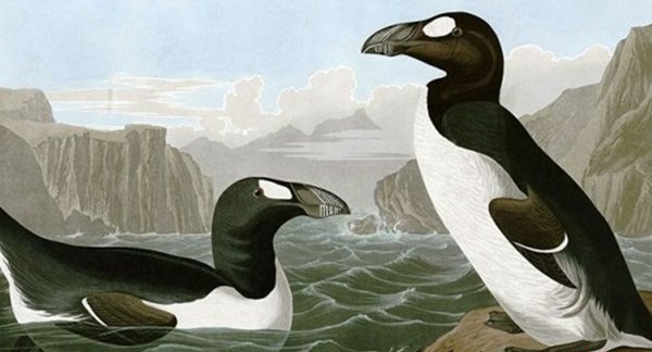 世界10种已毁灭的动物,竟都是由于人类运动而毁灭