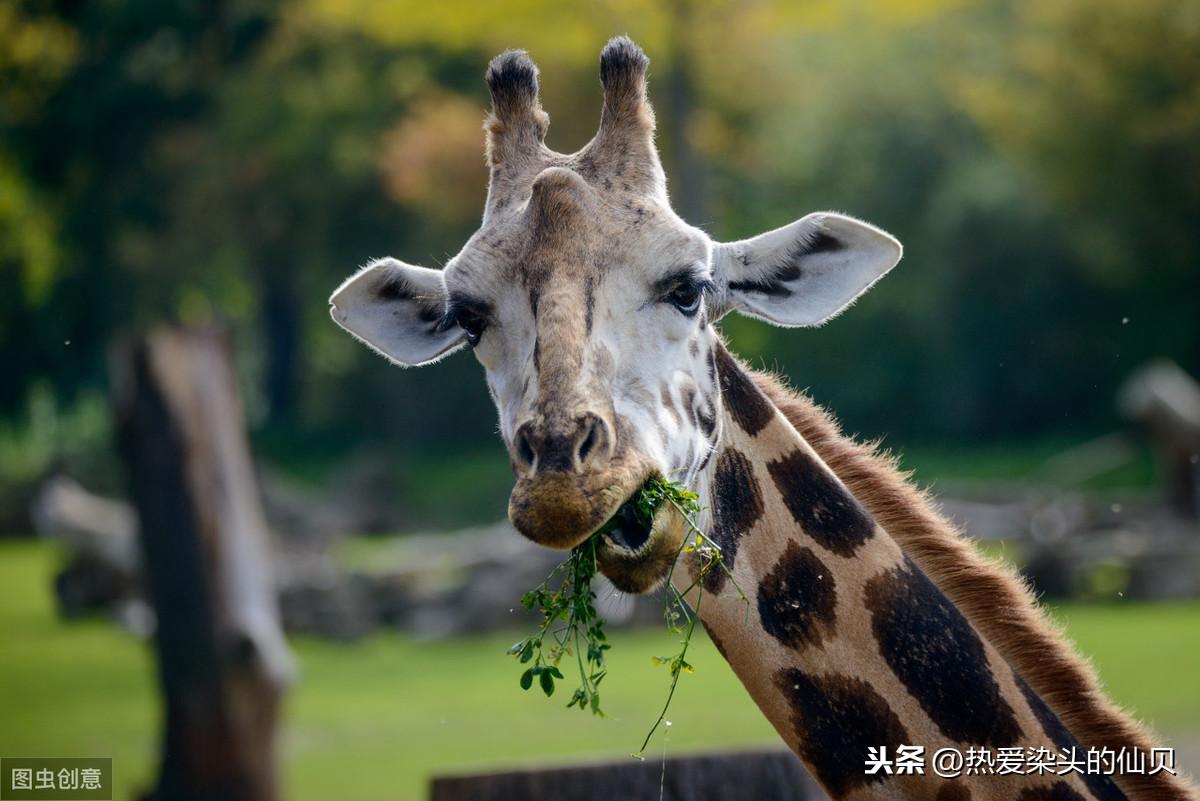 长颈鹿属于鹿类吗(长颈鹿属于什么类动物)
