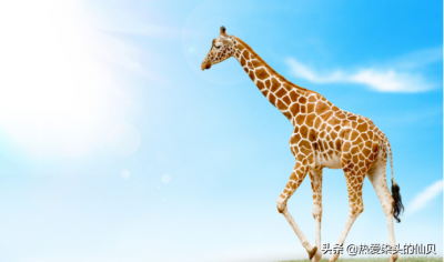 ​长颈鹿属于鹿类吗(长颈鹿属于什么类动物)