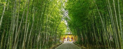 ​为什么竹子用盐水煮 84消毒液能把树弄死最快只弄树枝