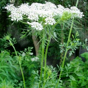 ​野胡萝卜有什么利用价值？