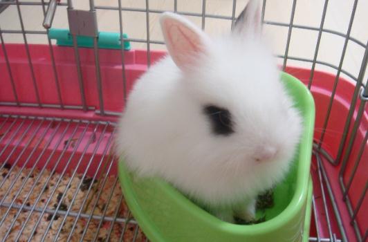 侏儒海棠兔是什么品种的兔兔?