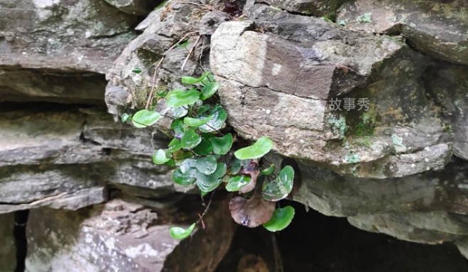 网络图片(侵删)