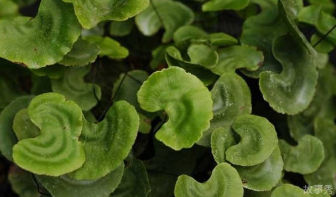 网络图片(侵删)