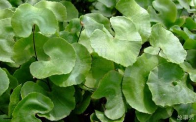 ​重庆万州现野生荷叶铁线蕨 国家一级保护植物(极其珍贵)