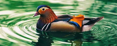 ​鸳鸯是鸭子还是鸟 鸳鸯图片