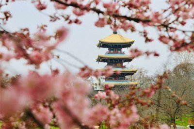 ​后天开园！东湖樱花园内早樱开好了