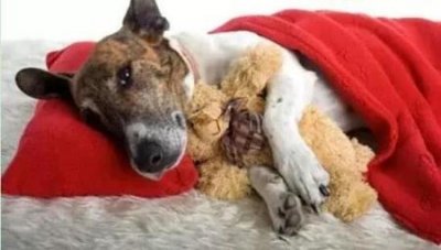 ​养狗最佳时机：狗狗从这个月开始养最好，生病几率最低