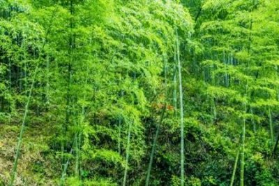 ​乌竹和文竹的区别