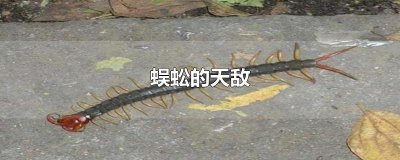​蜈蚣的天敌