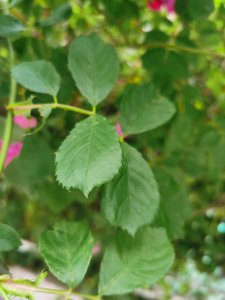 ​蔷薇修剪时间和方法