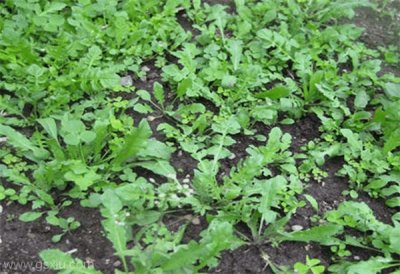 ​春天吃荠菜要注意这些禁忌